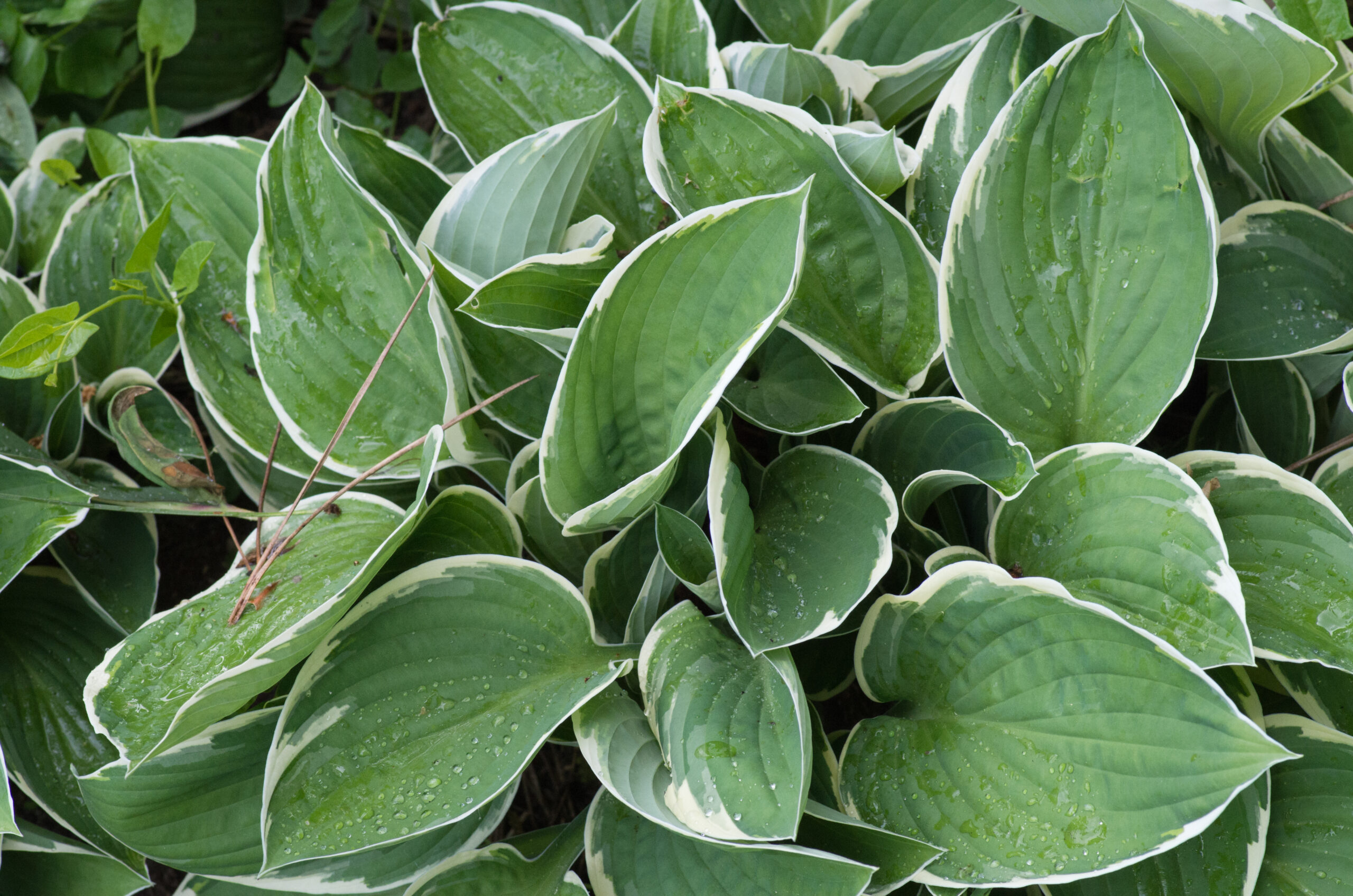 Hosta ondulata ‘Albomarginata’ – foto della pianta