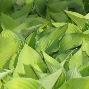 Hosta ‘August Moon’ – foto illustrativa della pianta