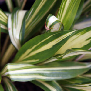 Hosta “Cherry Berry” – VASO 16 – foto illustrativa della varietà