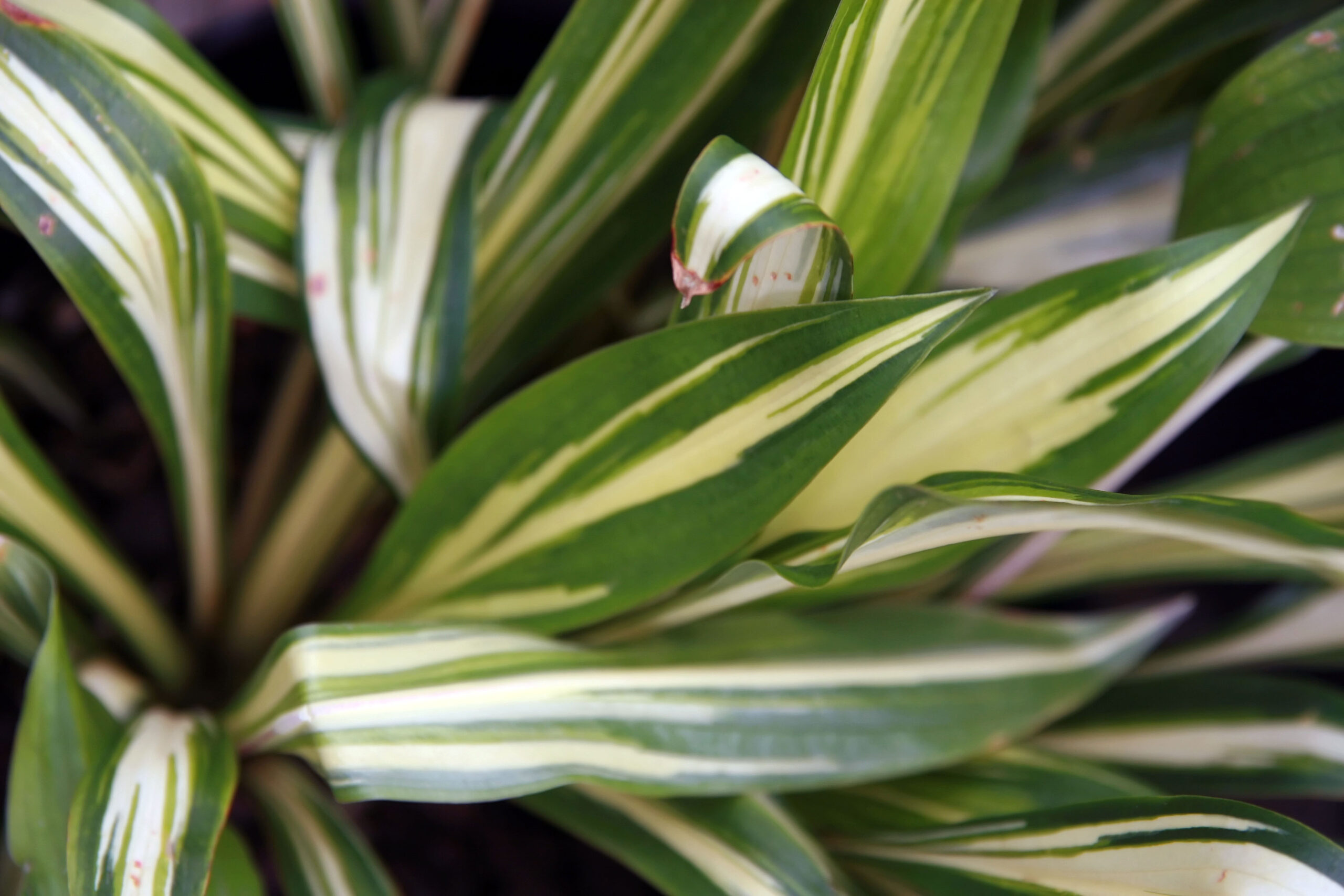 Hosta “Cherry Berry” – VASO 16 – foto illustrativa della varietà