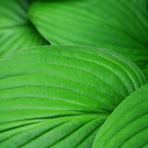 Hosta fortunei ‘Albopicta’ – foto della pianta