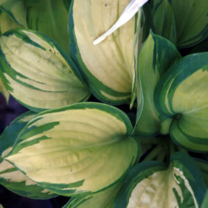 Hosta hybrida ‘Great Expectation’