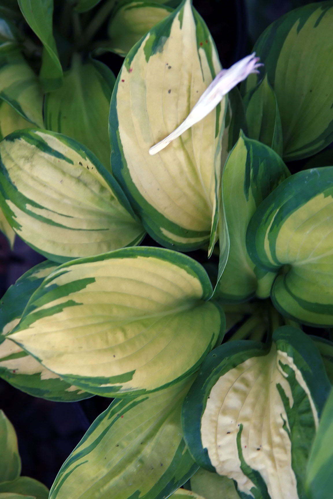 Hosta hybrida ‘Great Expectation’