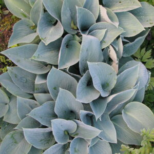 Hosta halcyon – foto della pianta