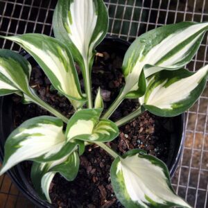 Hosta ‘Loyalist’ ® [Reversed Patriot] – foto illustrativa della pianta