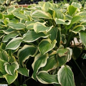 Hosta hybrida ‘So Sweet’ – foto della pianta