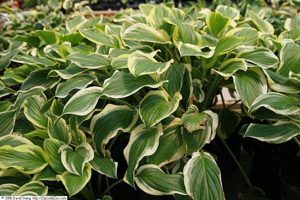 Hosta hybrida ‘So Sweet’ – foto della pianta