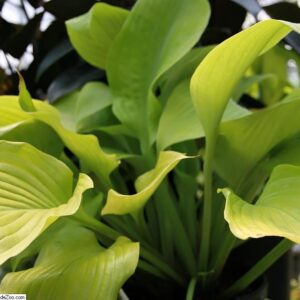 Hosta ‘Sum And Substance’ – foto della pianta