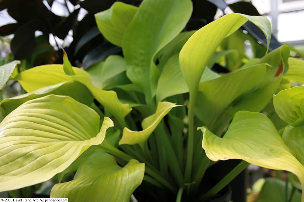Hosta ‘Sum And Substance’ – foto della pianta
