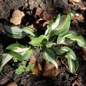 Hosta undulata ‘Univittata’ – foto della pianta
