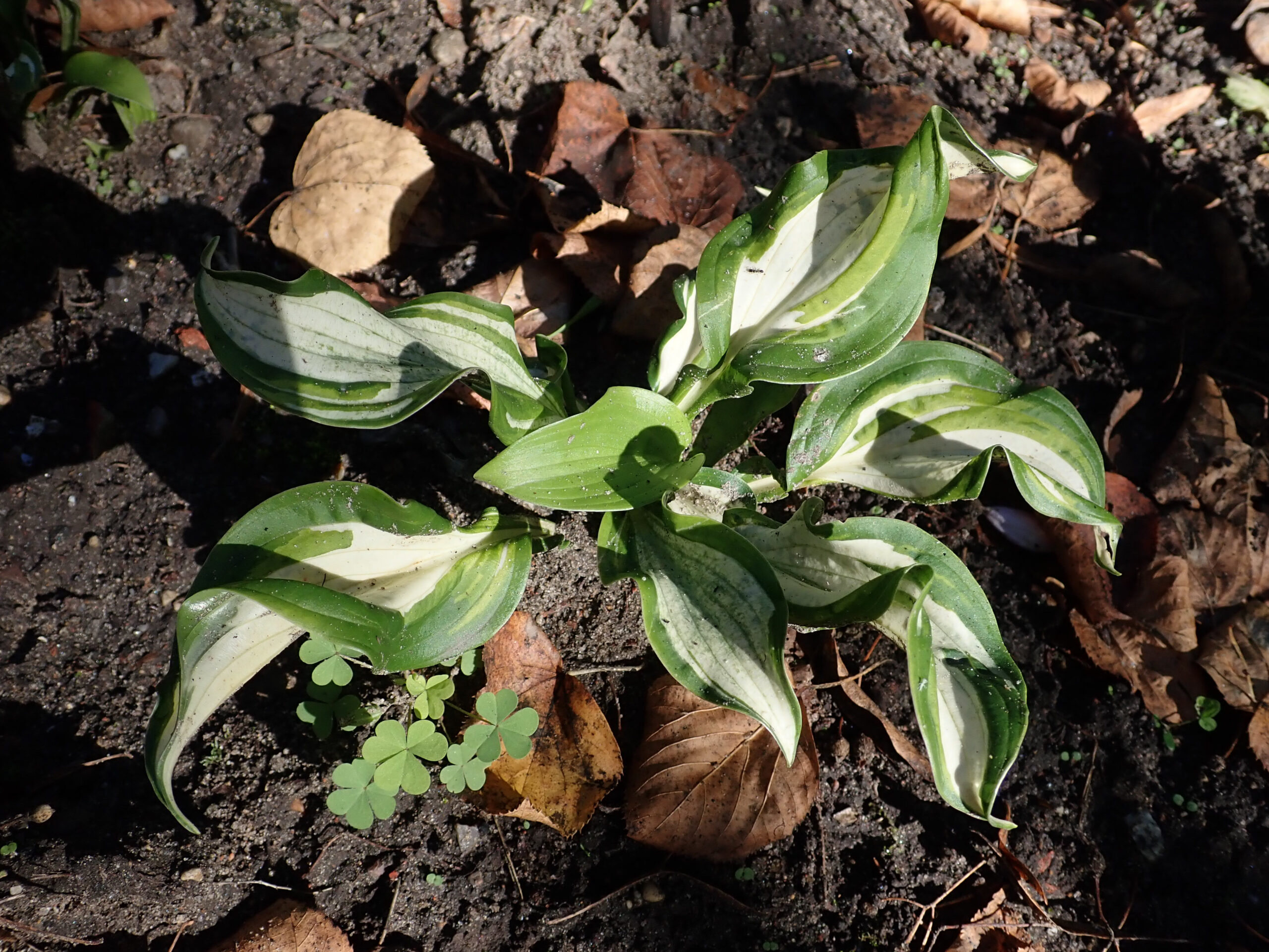 Hosta undulata ‘Univittata’ – foto della pianta