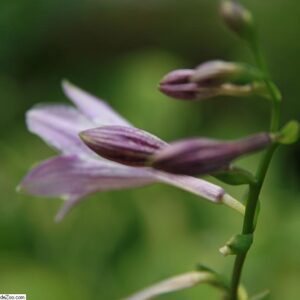 Hosta fortunei ‘Gold Standard’ – foto della pianta