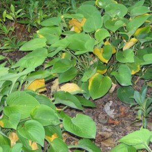Hosta ‘Blue Cadet’ – foto della pianta