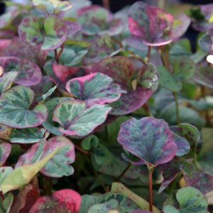 Houttuynia cordata ‘Chamaeleon’ – foto della pianta