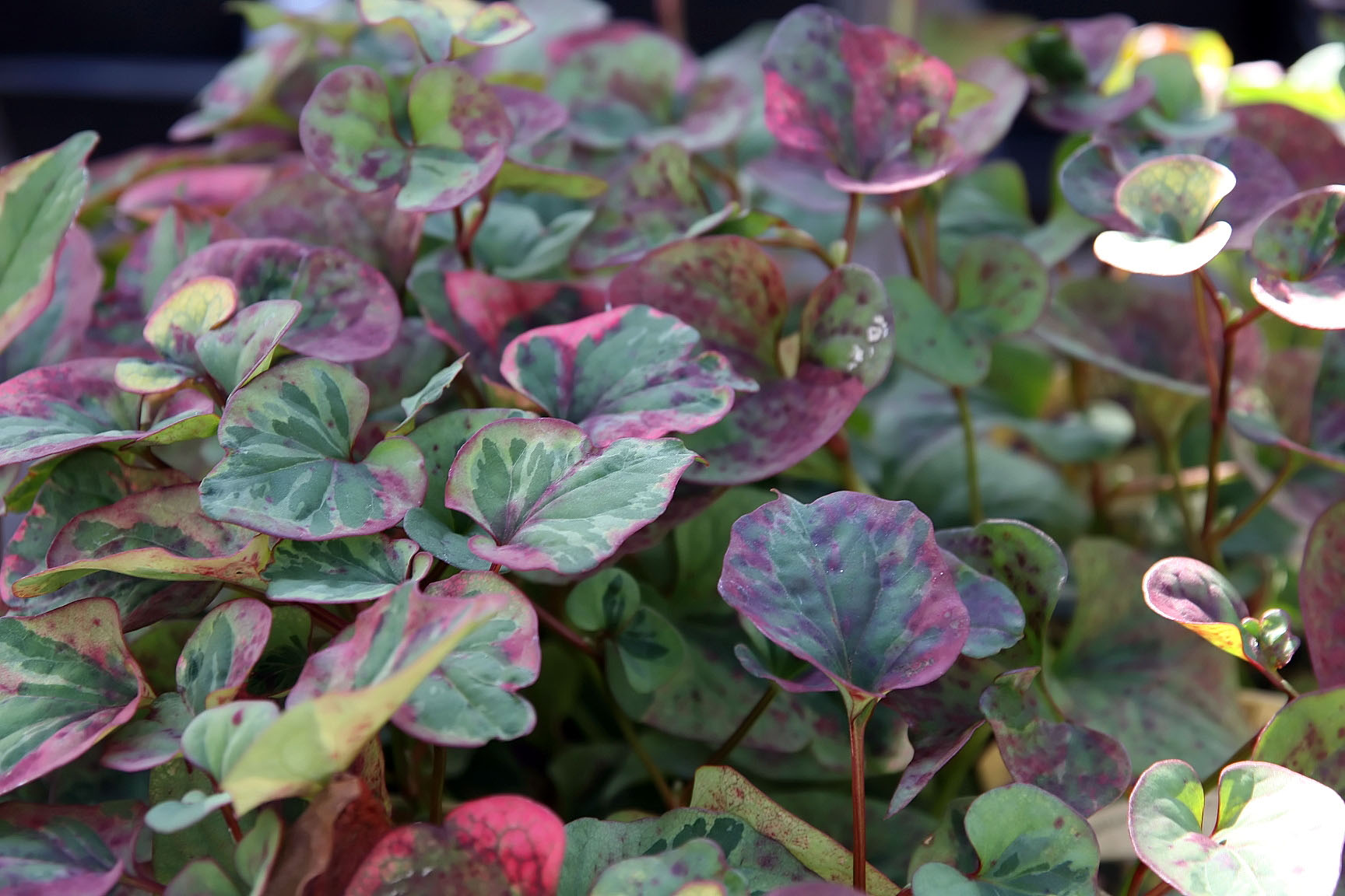 Houttuynia cordata ‘Chamaeleon’ – foto della pianta