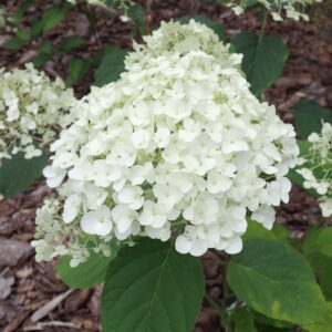 Hydrangea arborescens ‘Strong Annabelle’ ® [Incrediball] – foto della pianta