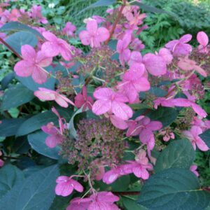 Hydrangea paniculata ‘Early Sensation’ – foto della pianta
