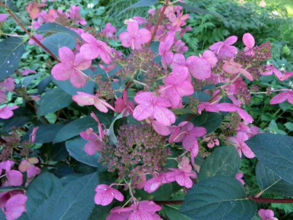 Hydrangea paniculata ‘Early Sensation’ – foto della pianta