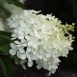 Hydrangea paniculata ‘Phantom’ – foto della pianta