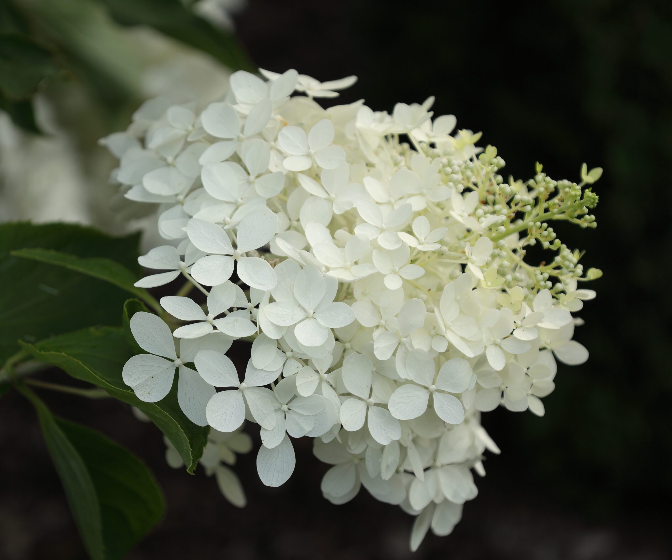 Hydrangea paniculata ‘Phantom’ – foto della pianta