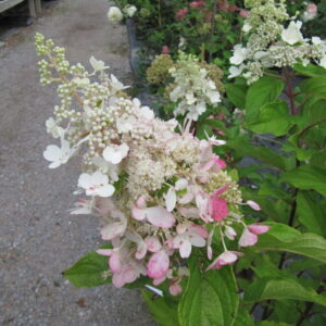 Hydrangea paniculata ‘Vanille Fraise’ ® – foto della pianta