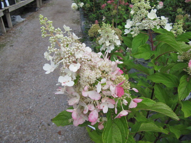 Hydrangea paniculata ‘Vanille Fraise’ ® – foto della pianta
