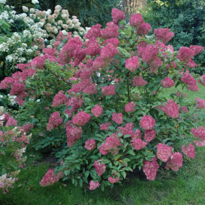 Hydrangea paniculata ‘Sundae Fraise’ ® – foto della pianta