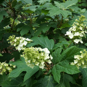 Hydrangea quercifolia ‘Snow Queen’ – foto della pianta
