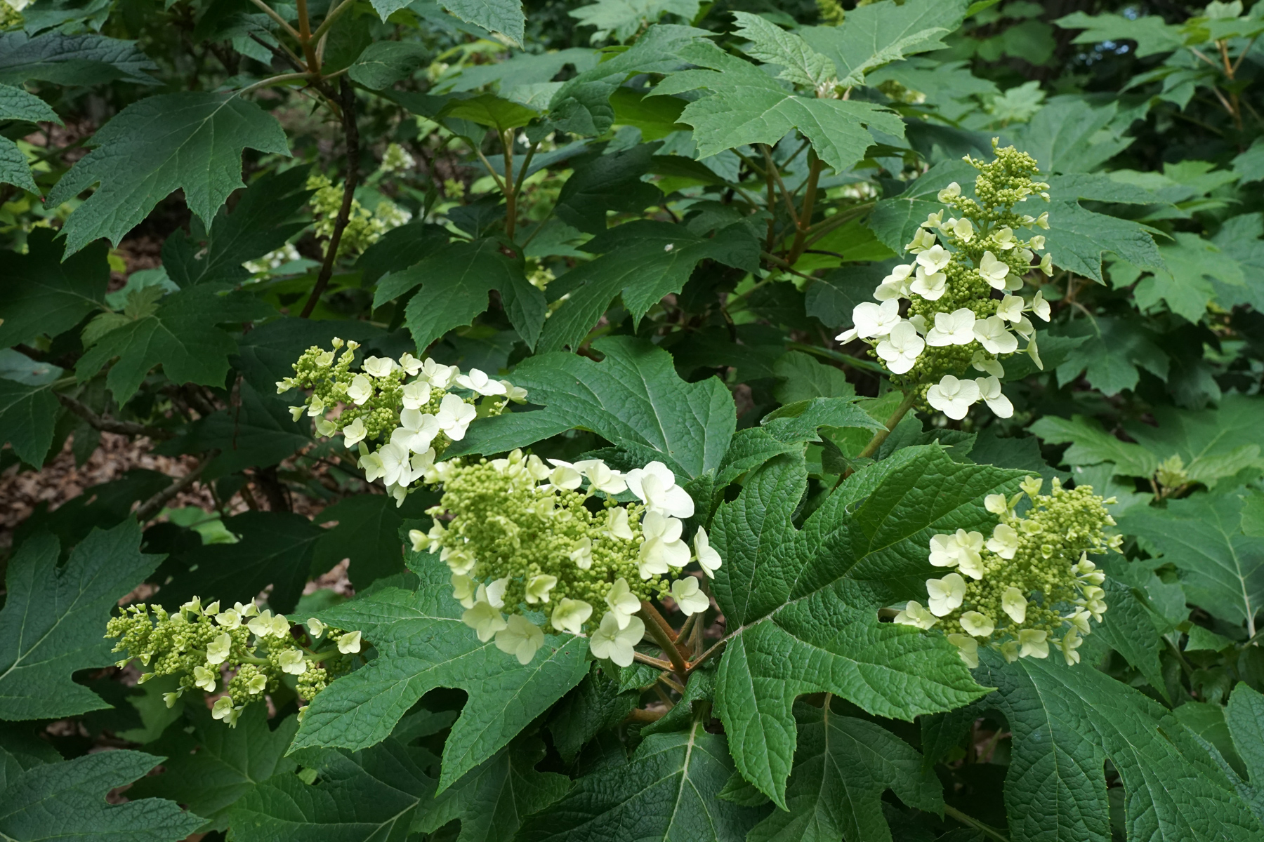 Hydrangea quercifolia ‘Snow Queen’ – foto della pianta