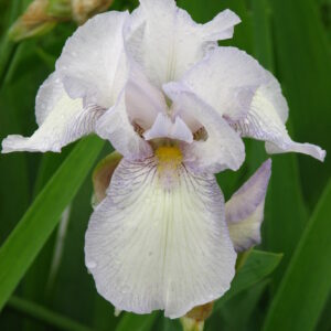 Iris germanica ‘Immortality’ – foto della pianta