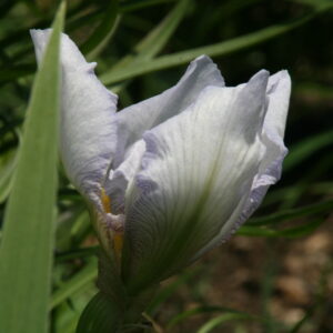 Iris germanica ‘English Cottage’ – foto della pianta