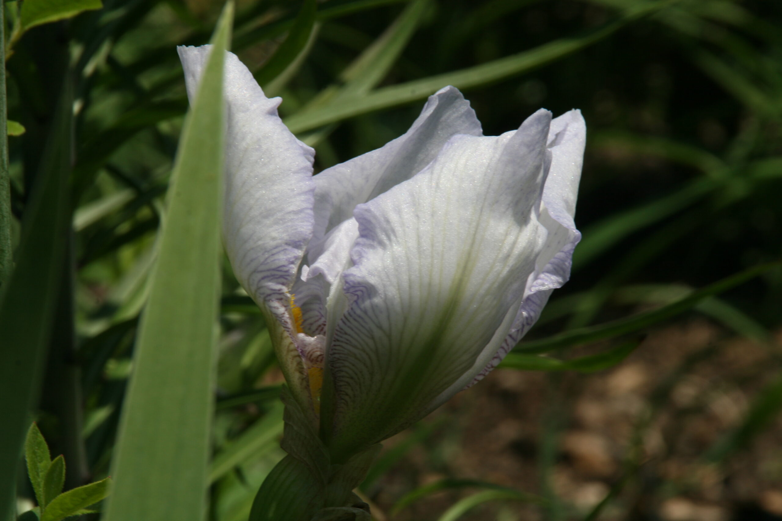 Iris germanica ‘English Cottage’ – foto della pianta