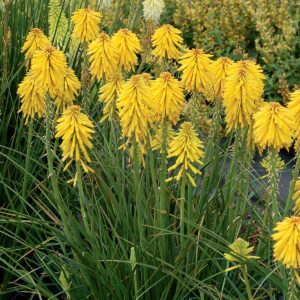 Kniphofia ‘Banana Popsicle’ ®