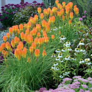 Kniphofia ‘Ember Glow’ ®