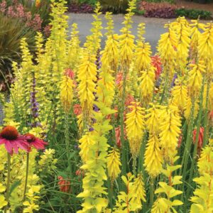 Kniphofia ‘Lemon Popsicle’ ®