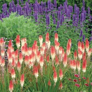 Kniphofia ‘Orange Vanilla Popsicle’ ®