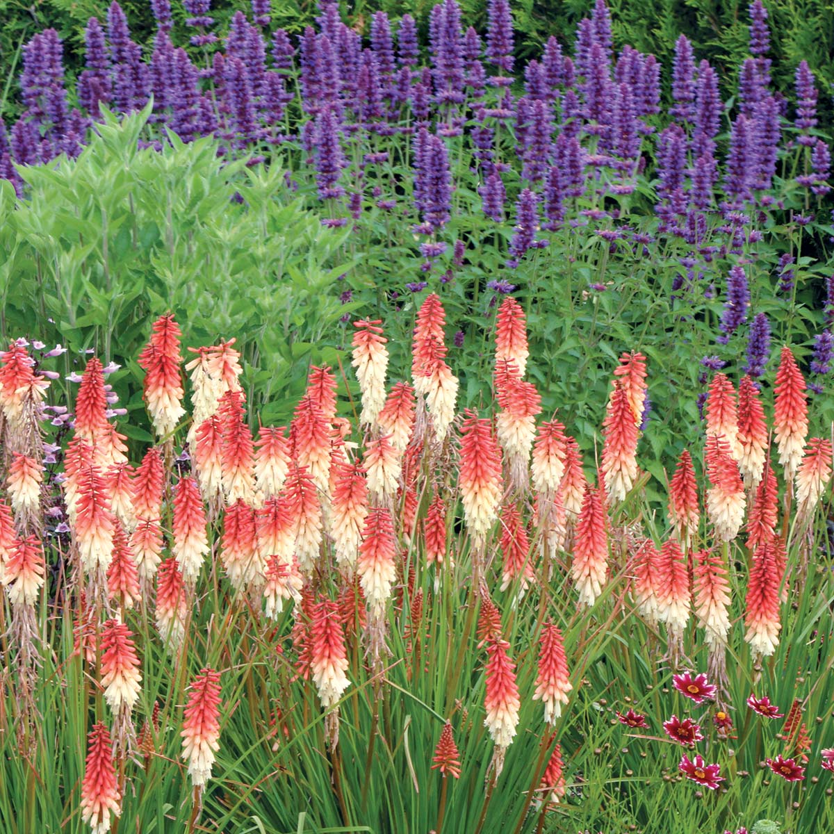 Kniphofia ‘Orange Vanilla Popsicle’ ®