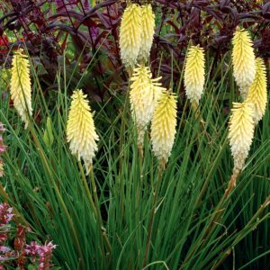 Kniphofia ‘Pineapple Popsicle’ ®