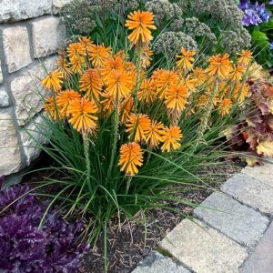 Kniphofia ‘Poco Orange’ ®