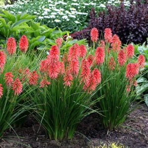 Kniphofia ‘Poco Red’ ®