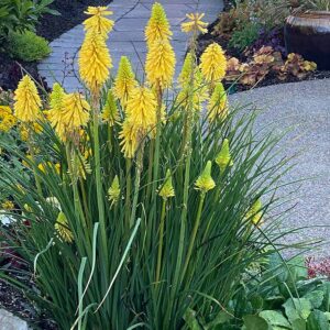 Kniphofia ‘Poco Yellow’ ®
