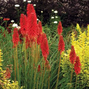 Kniphofia ‘Redhot Popsicle’ ®