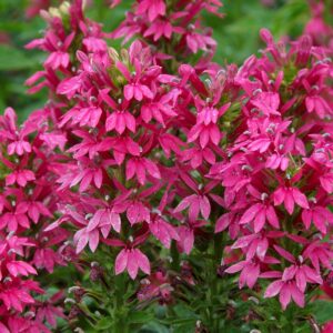 Lobelia ‘Monet Moment’ ®