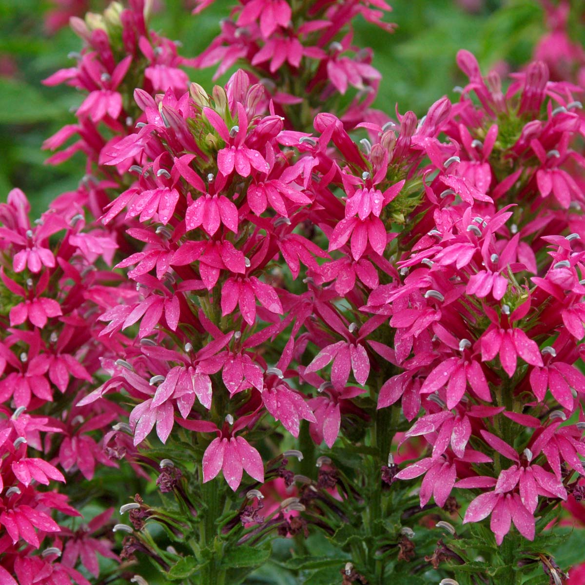 Lobelia ‘Monet Moment’ ®