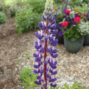 Lupinus russell ‘The Governor’ – foto della pianta