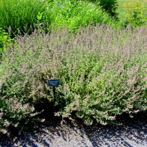 Nepeta ‘Walker's Low’ – foto della pianta