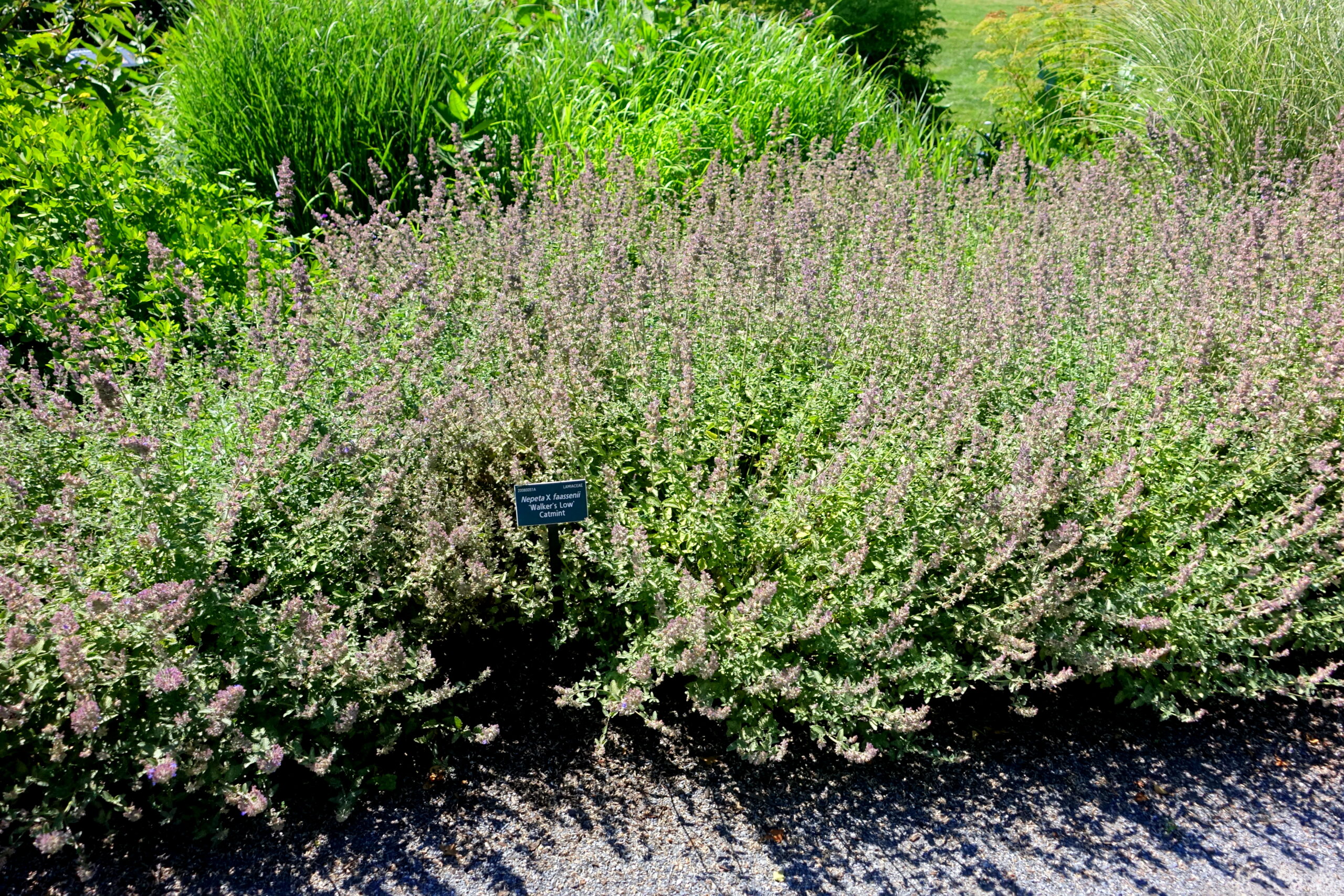 Nepeta ‘Walker's Low’ – foto della pianta