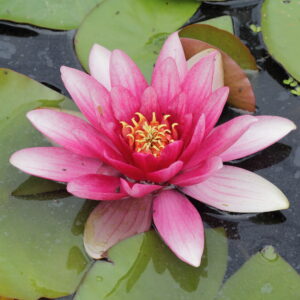 Nymphaea ‘Charles De Meurville’ – foto della pianta