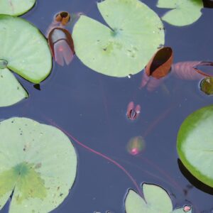 Nymphaea ‘Pygmaea Rubra’ – foto della pianta