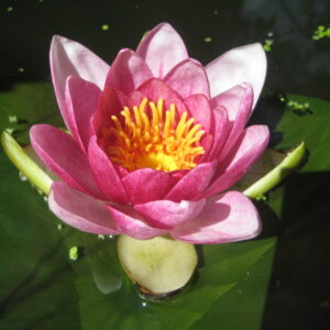 Nymphaea ‘Rene’ Gerard’ – foto della pianta